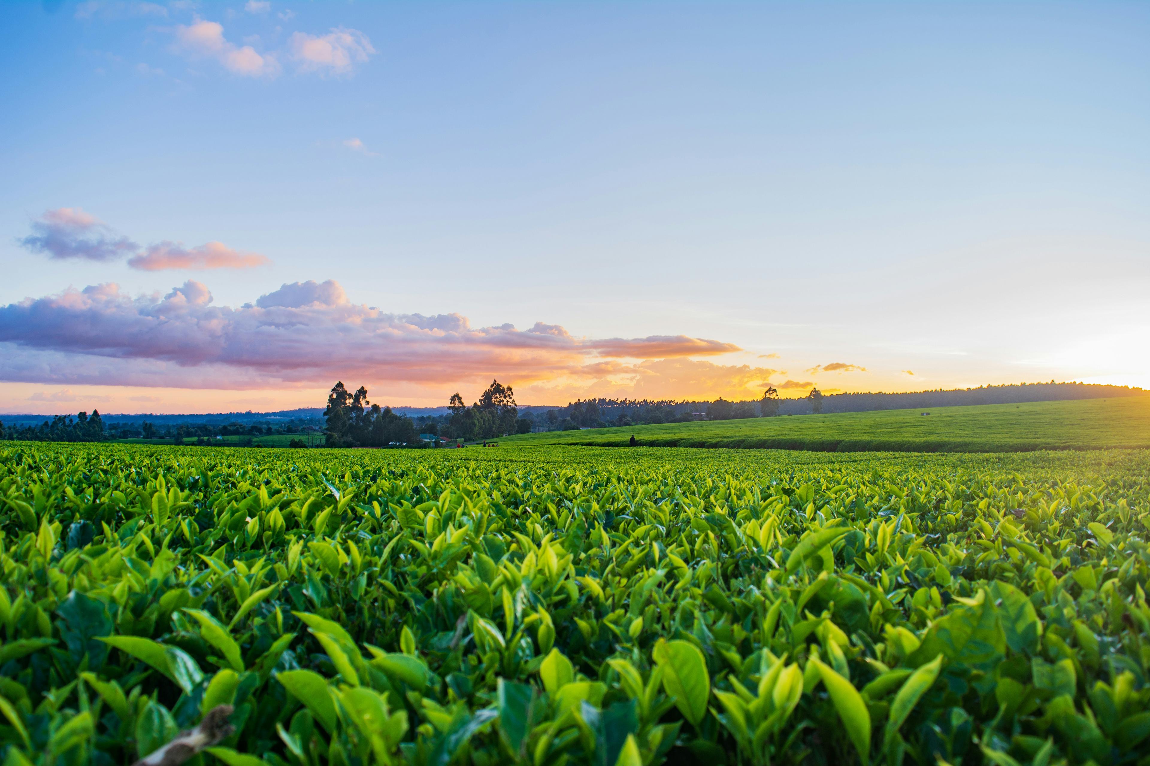 Agriculture Our Impact